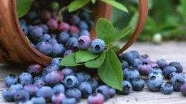 Bilberry (Vaccinium myrtillus)
