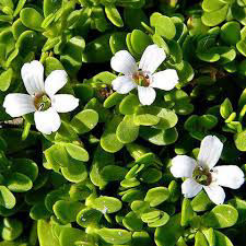 Brahmi (Bacopa monnieri)